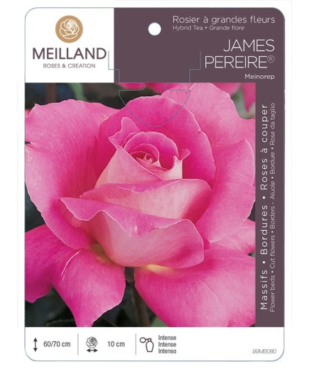 Rosier à grandes fleurs JAMES PEREIRE ® Meinorep