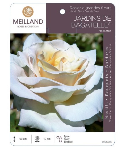 Rosier à grandes fleurs JARDINS DE BAGATELLE ® Meimafris