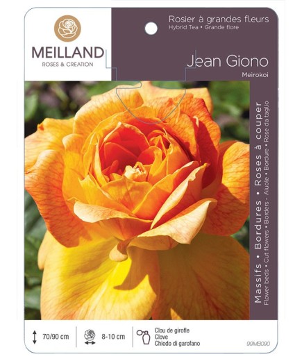 Rosier à grandes fleurs JEAN GIONO ® Meirokoi