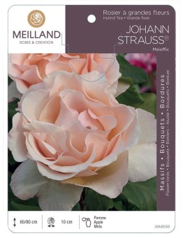 Rosier à grandes fleurs JOHANN STRAUSS ® Meioffic