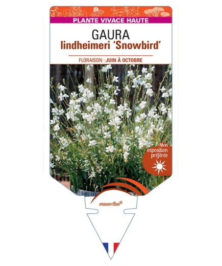 GAURA lindheimeri Snowbird