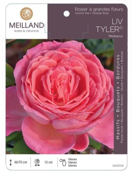 Rosier à grandes fleurs LIV TYLER ® Meibacus
