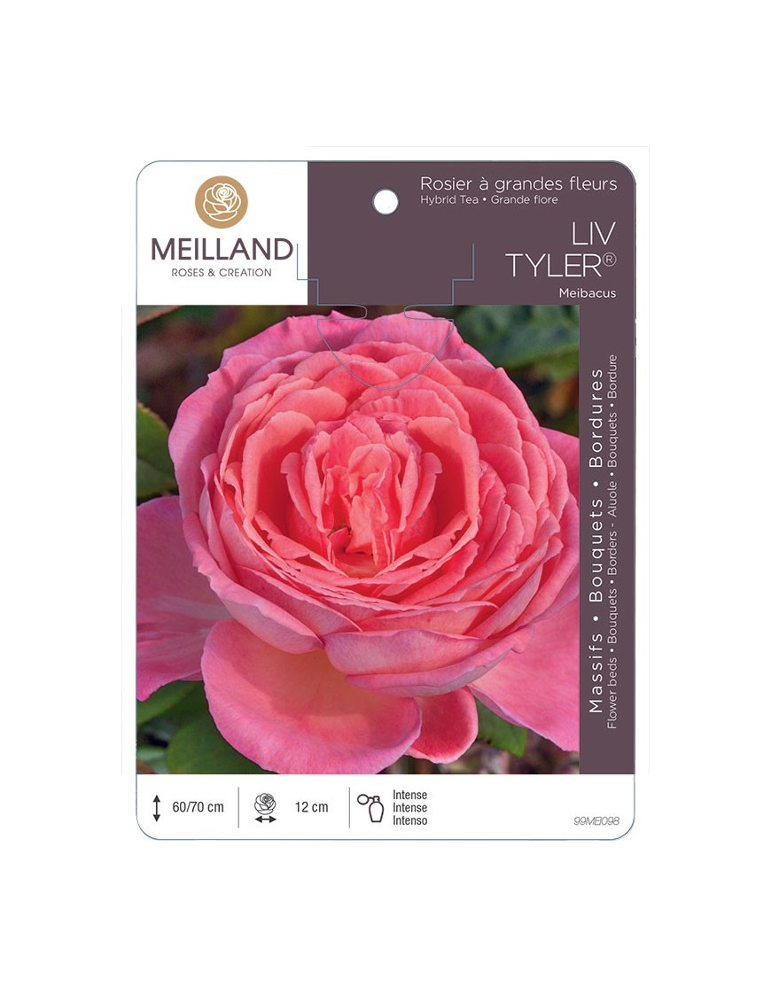 Rosier à grandes fleurs LIV TYLER ® Meibacus