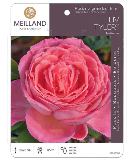 Rosier à grandes fleurs LIV TYLER ® Meibacus