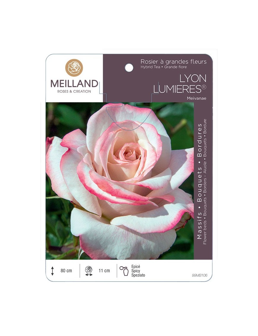 Rosier à grandes fleurs LYON LUMIERES ® Meivanae