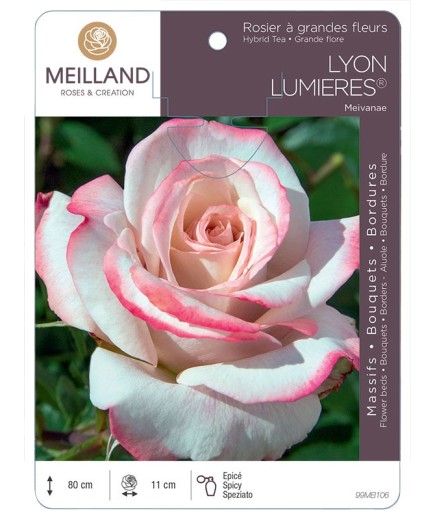 Rosier à grandes fleurs LYON LUMIERES ® Meivanae