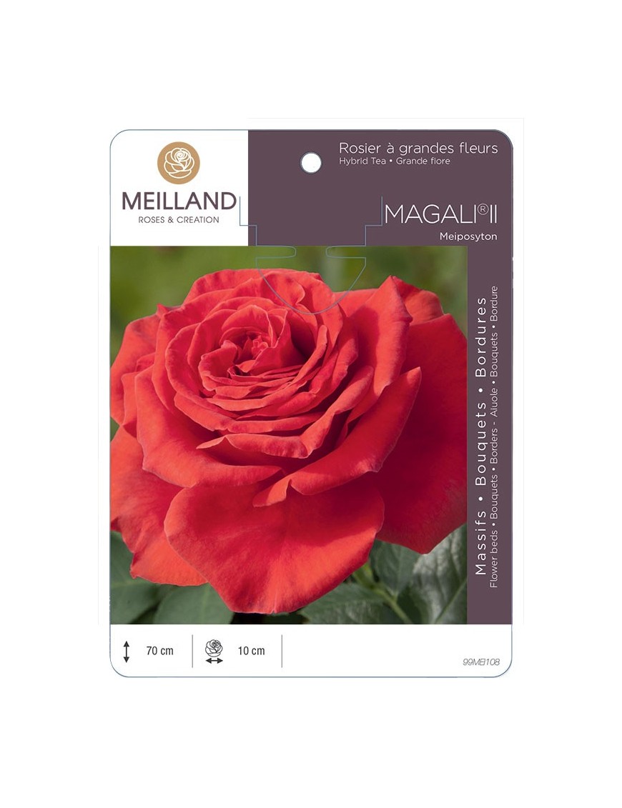 Rosier à grandes fleurs MAGALI ® II Meiposyton