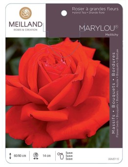 Rosier à grandes fleurs MARYLOU ® Meilitchy
