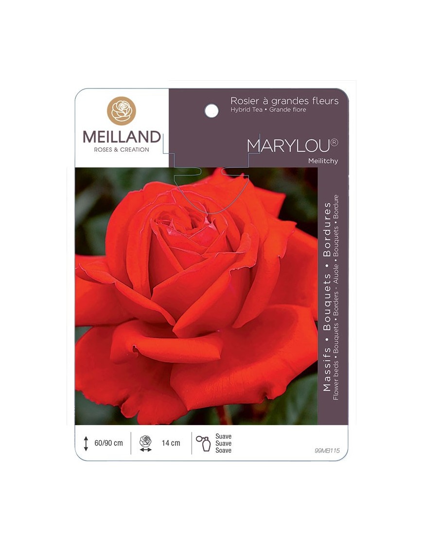Rosier à grandes fleurs MARYLOU ® Meilitchy