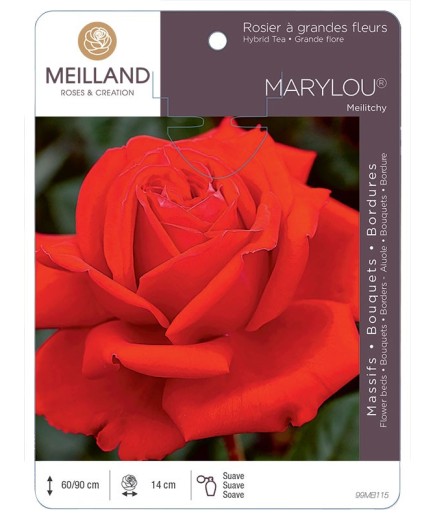 Rosier à grandes fleurs MARYLOU ® Meilitchy