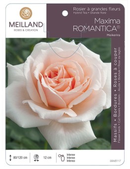 Rosier à grandes fleurs MAXIMA ROMANTICA ® Meikerira
