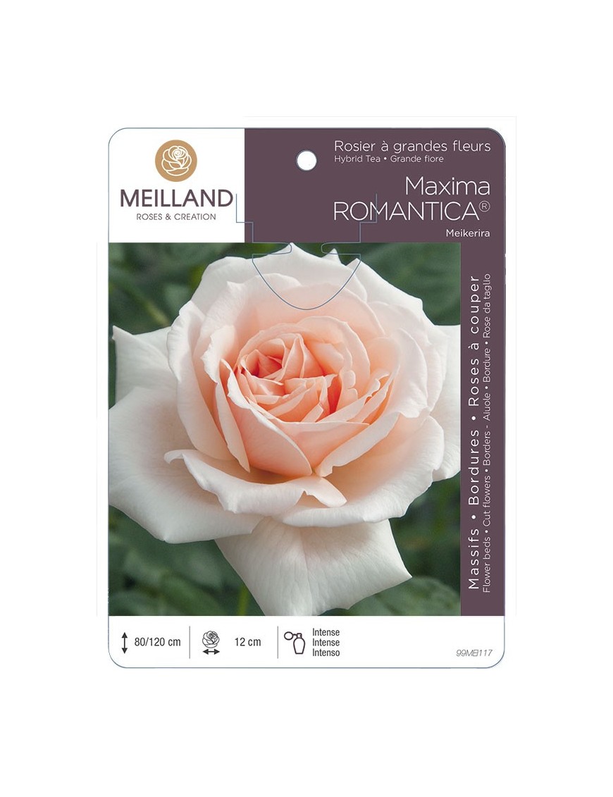 Rosier à grandes fleurs MAXIMA ROMANTICA ® Meikerira