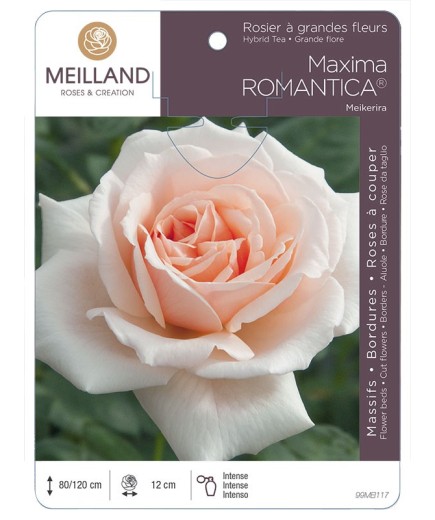 Rosier à grandes fleurs MAXIMA ROMANTICA ® Meikerira