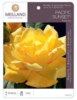 Rosier à grandes fleurs PACIFIC SUNSET ® Meiglessyc