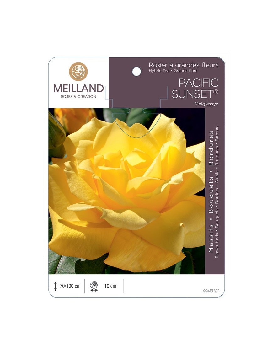 Rosier à grandes fleurs PACIFIC SUNSET ® Meiglessyc