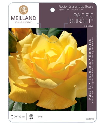 Rosier à grandes fleurs PACIFIC SUNSET ® Meiglessyc