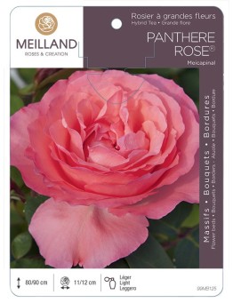 Rosier à grandes fleurs PANTHÈRE ROSE ® Meicapinal
