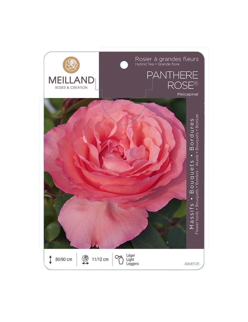 Rosier à grandes fleurs PANTHÈRE ROSE ® Meicapinal