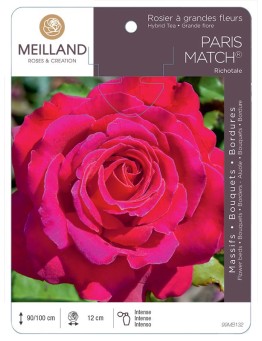 Rosier à grandes fleurs PARIS MATCH ® Richotale