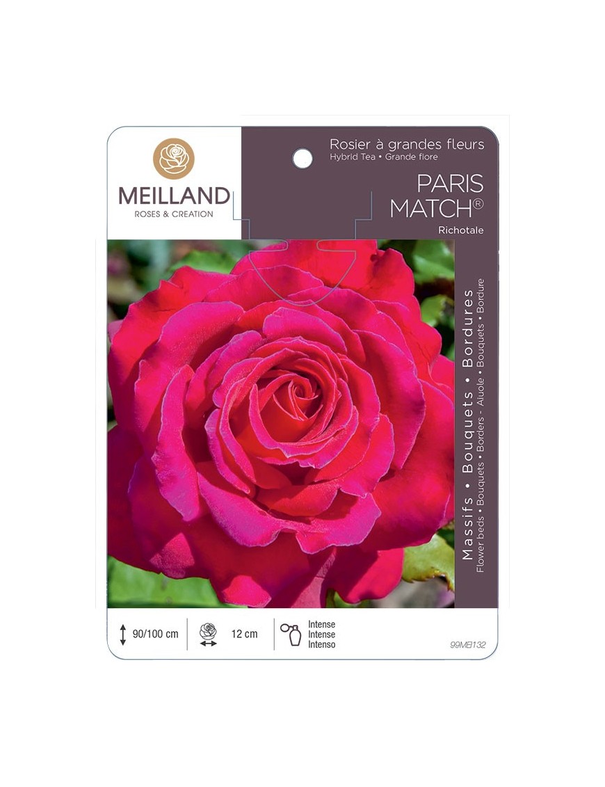 Rosier à grandes fleurs PARIS MATCH ® Richotale