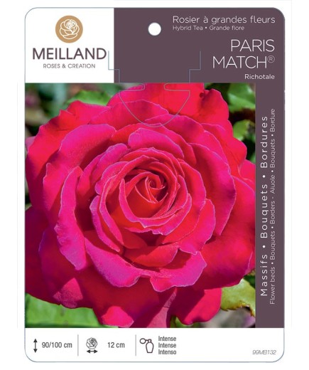 Rosier à grandes fleurs PARIS MATCH ® Richotale