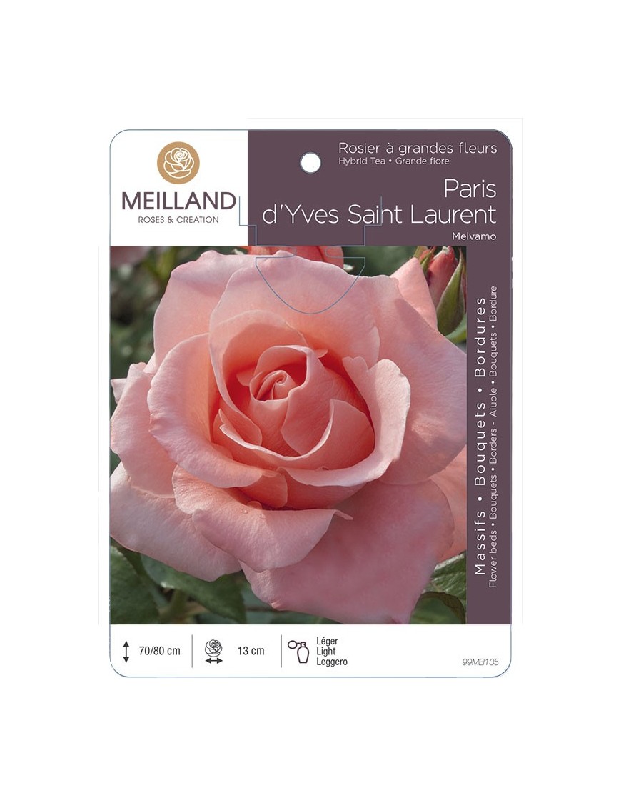 Rosier à grandes fleurs PARIS D'YVES SAINT LAURENT ® Meivamo