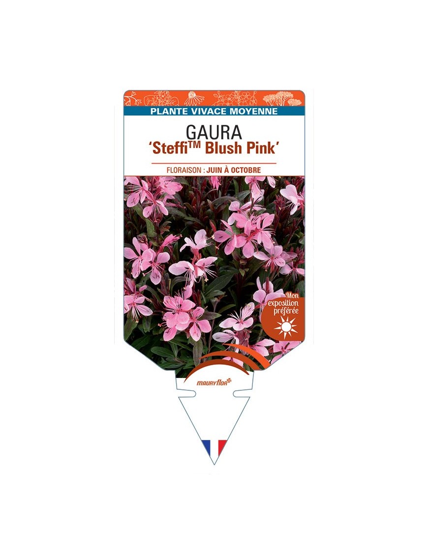 GAURA (lindheimeri) SteffiTM Blush Pink