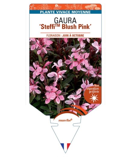 GAURA (lindheimeri) SteffiTM Blush Pink