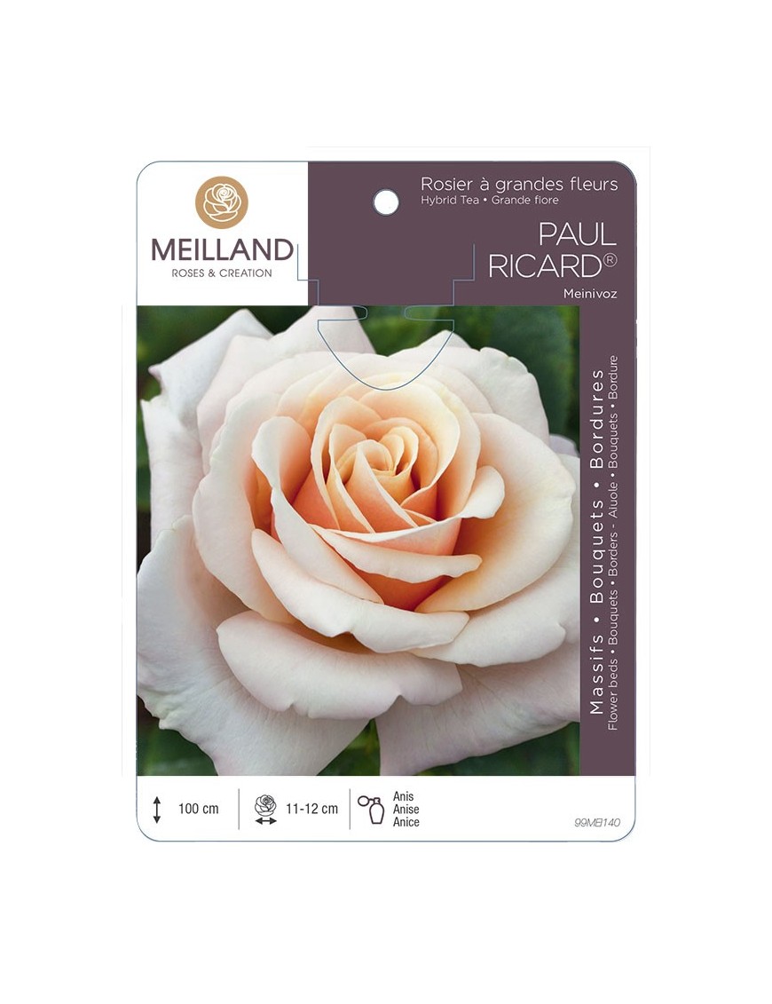 Rosier à grandes fleurs PAUL RICARD ® Meinivoz