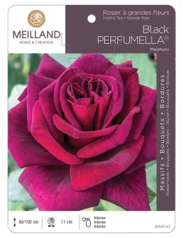 Rosier à grandes fleurs Black PERFUMELLA ® Meizhoro