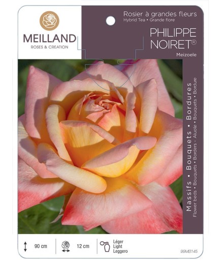 Rosier à grandes fleurs PHILIPPE NOIRET ® Meizoele