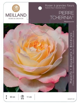 Rosier à grandes fleurs PIERRE TCHERNIA ® Meimouvie