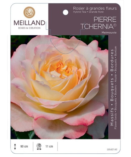 Rosier à grandes fleurs PIERRE TCHERNIA ® Meimouvie
