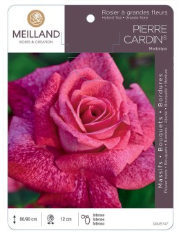 Rosier à grandes fleurs PIERRE CARDIN ® Meilolipo