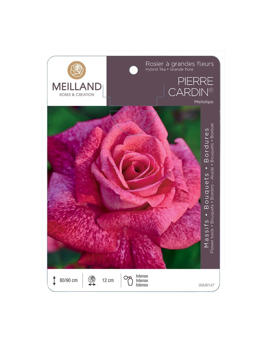 Rosier à grandes fleurs PIERRE CARDIN ® Meilolipo