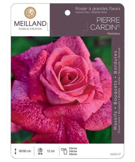 Rosier à grandes fleurs PIERRE CARDIN ® Meilolipo