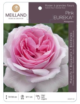 Rosier à grandes fleurs PINK EUREKA ® Meiagadou
