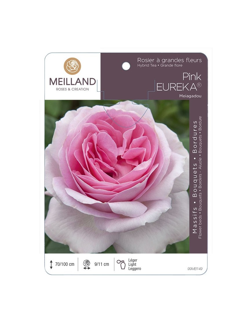 Rosier à grandes fleurs PINK EUREKA ® Meiagadou