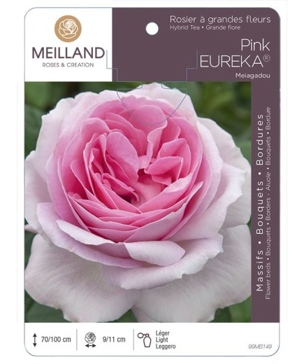 Rosier à grandes fleurs PINK EUREKA ® Meiagadou