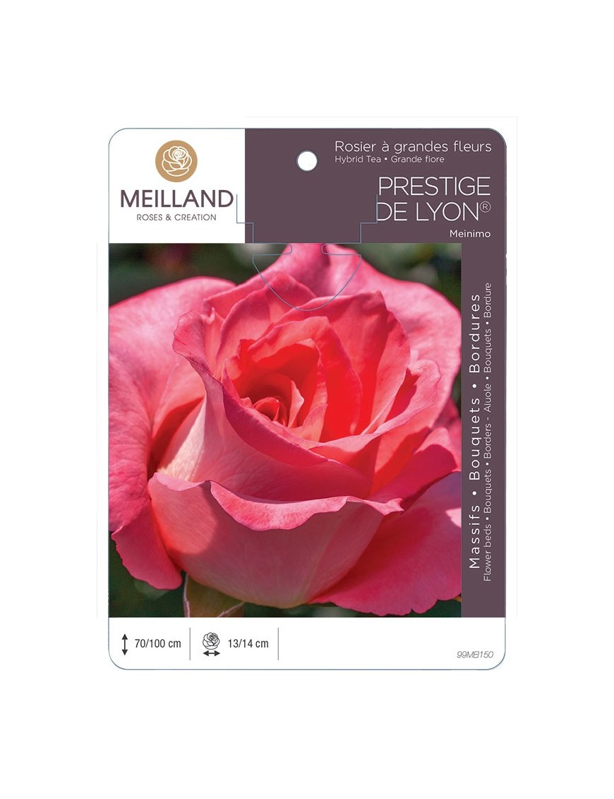 Rosier à grandes fleurs PRESTIGE DE LYON ® Meinimo *