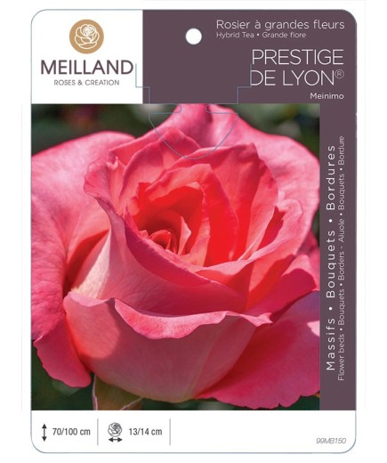 Rosier à grandes fleurs PRESTIGE DE LYON ® Meinimo *