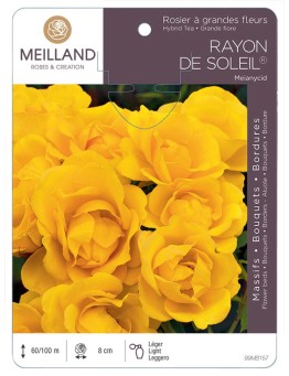 Rosier à massifs RAYON DE SOLEIL ® Meianycid