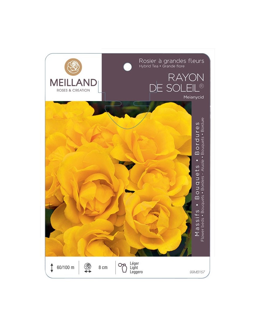 Rosier à massifs RAYON DE SOLEIL ® Meianycid