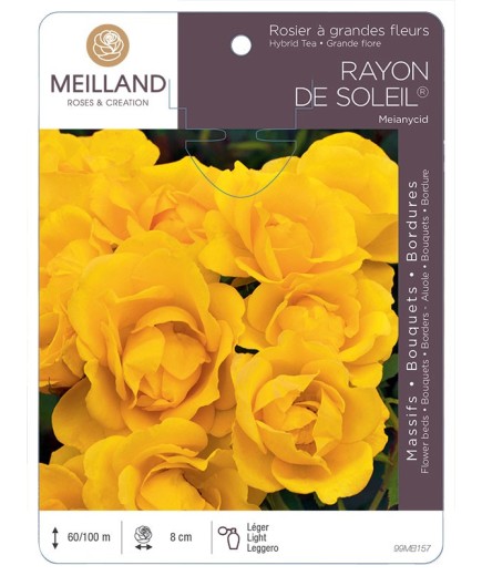 Rosier à massifs RAYON DE SOLEIL ® Meianycid