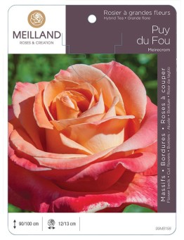 Rosier à grandes fleurs PUY DU FOU ® Meirecrom *
