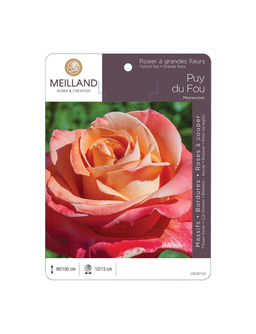 Rosier à grandes fleurs PUY DU FOU ® Meirecrom *