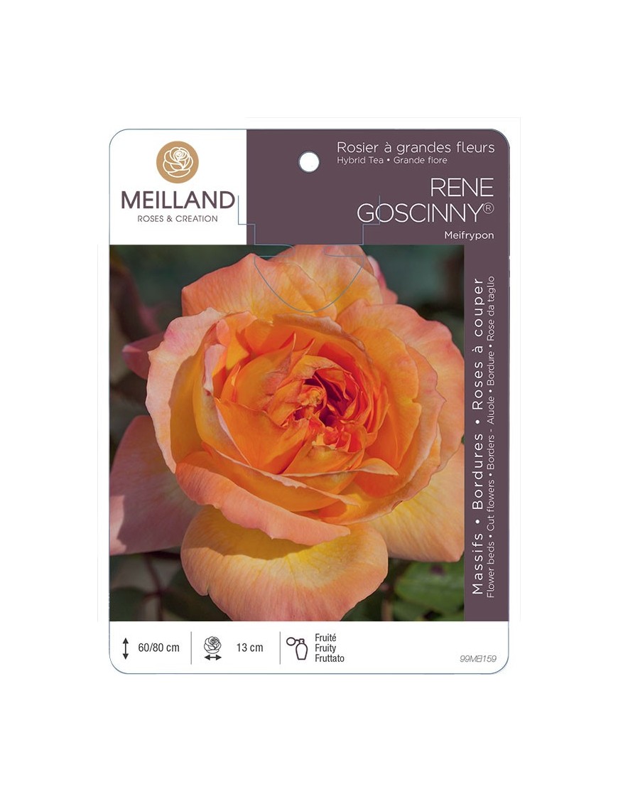 Rosier à grandes fleurs RENE GOSCINNY ® Meifrypon