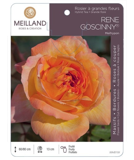 Rosier à grandes fleurs RENE GOSCINNY ® Meifrypon