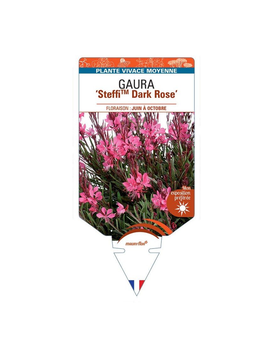 GAURA (lindheimeri) SteffiTM Dark Rose