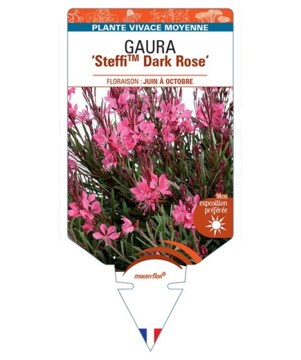 GAURA (lindheimeri) SteffiTM Dark Rose